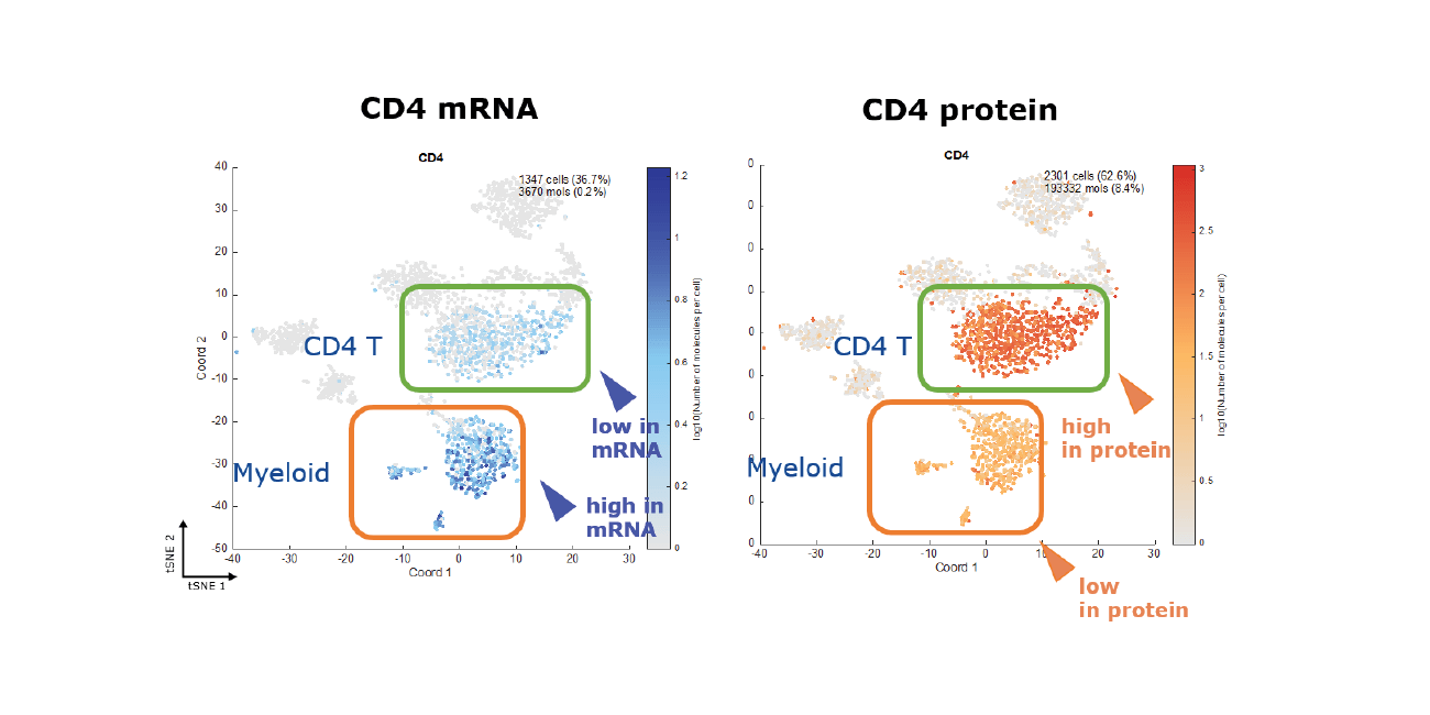 CD4 high and low cells are swapped when looking at mRNA and protein expression.